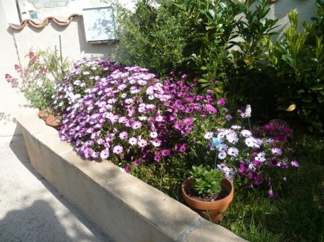 jardin,jardinage,fleurs,plantes,pots,jardinières,culture