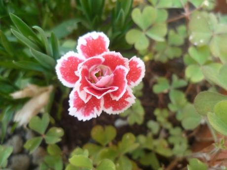 jardin,jardinage,fleurs,plantes,pots,jardinières,culture