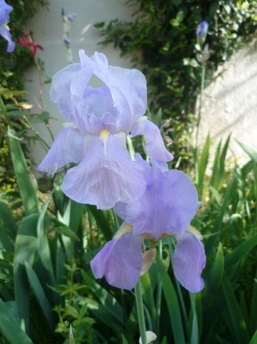 jardin,jardinage,fleurs,plantes,pots,jardinières,culture