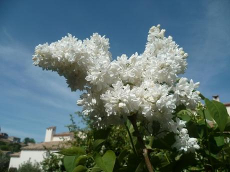jardin,jardinage,fleurs,plantes,pots,jardinières,culture