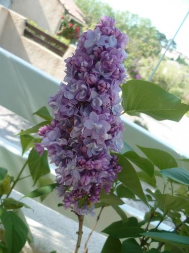 jardin,jardinage,fleurs,plantes,pots,jardinières,culture