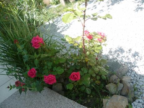 jardin,jardinage,fleurs,plantes,pots,jardinières,culture