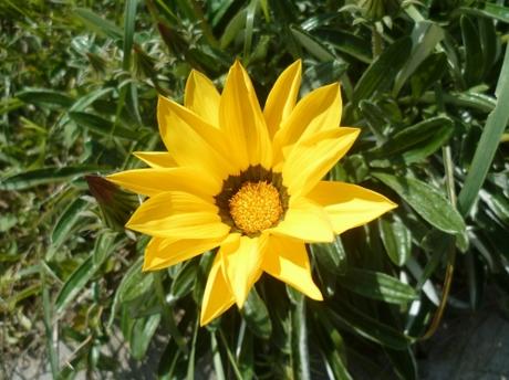 jardin,jardinage,fleurs,plantes,pots,jardinières,culture