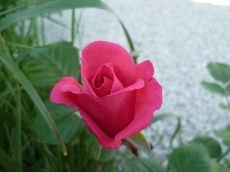 jardin,jardinage,fleurs,plantes,pots,jardinières,culture