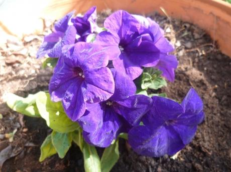 jardin,jardinage,fleurs,plantes,pots,jardinières,culture