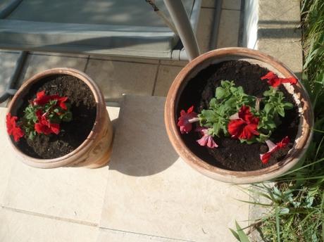 jardin,jardinage,fleurs,plantes,pots,jardinières,culture