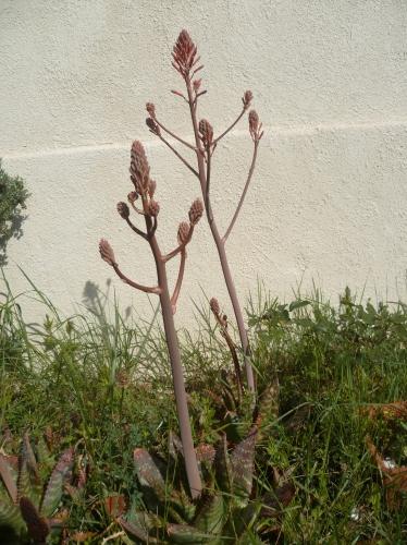 jardin,jardinage,fleurs,plantes,pots,jardinières,culture