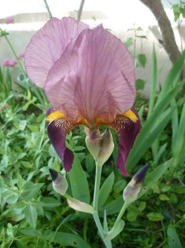 jardin,jardinage,fleurs,plantes,pots,jardinières,culture