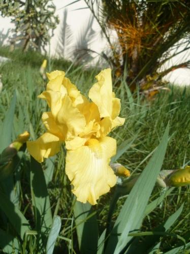 jardin,jardinage,fleurs,plantes,pots,jardinières,culture