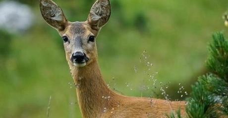Comment tu t’es transformé en érable champêtre carnet, note, journal, autobiographie, blog littéraire de christian cottet-emard, animal sauvage, campagne, forêt, prairie, renard, chevrette, faon, nature, bois, promenade, érable champêtre, faune, flore, oyonnax, ain, viry, jura, poèmes du bois de chauffage, éditions germes de barbarie, récits, christian cottet-emard, bourbon, woodford reserve, labrot & graham, kentucky straight bourbon, igor stravinsky, ensemble inter contemporain, youtube