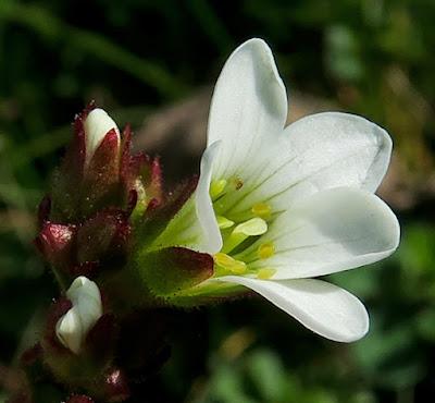 Saxifrage granulée (Saxifraga granulata)