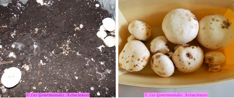 Cassolette de champignons, asperges et noisettes (Vegan) Cassolette de champignons, asperges et noisettes (Vegan)