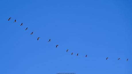 Passage de l’outarde…