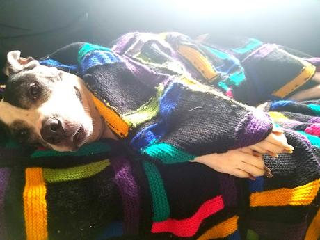 Courge stripetti gratinée