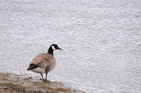 Outardes…