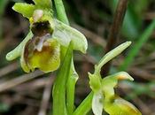 Ophrys litigieux (Ophrys virescens, araneola)