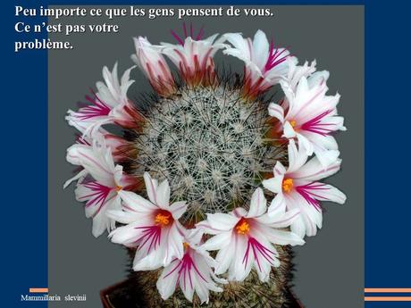 Divers - Quelques actuces sur un fond de cactées - 2