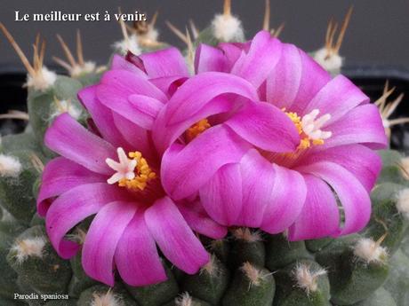 Divers - Quelques actuces sur un fond de cactées - 2