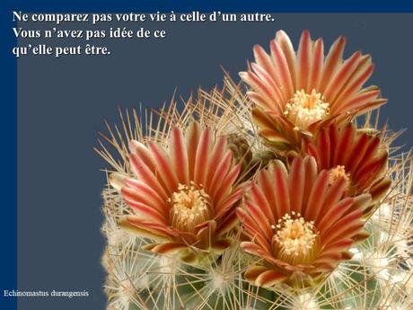 Divers - Quelques actuces sur un fond de cactées - 2