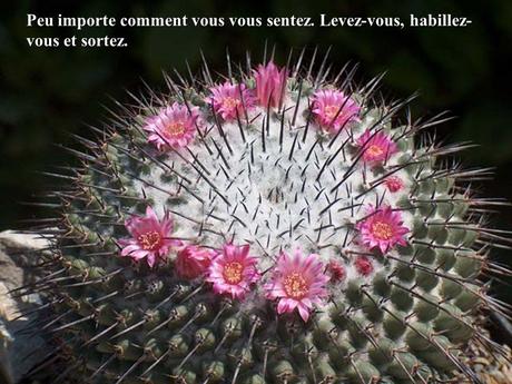 Divers - Quelques actuces sur un fond de cactées - 2