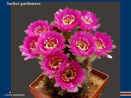 Divers - Quelques actuces sur un fond de cactées - 2