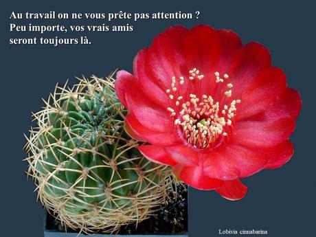 Divers - Quelques actuces sur un fond de cactées - 2