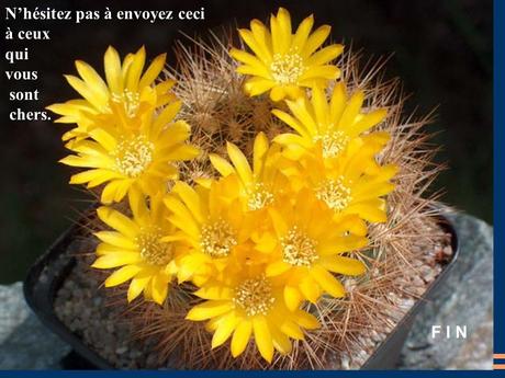 Divers - Quelques actuces sur un fond de cactées - 2