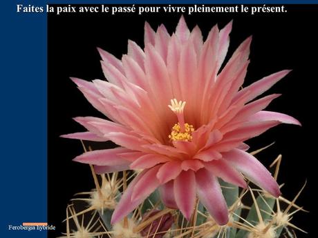 Divers - Quelques actuces sur un fond de cactées - 2