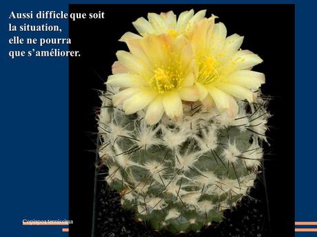 Divers - Quelques actuces sur un fond de cactées - 2