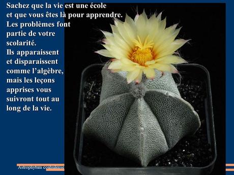 Divers - Quelques actuces sur un fond de cactées - 2