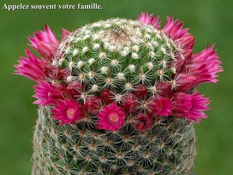 Divers - Quelques actuces sur un fond de cactées - 2