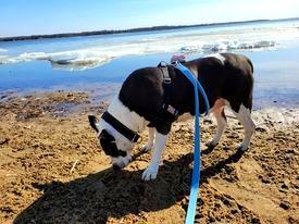 Mole et pommes de terre Mole et pommes de terre