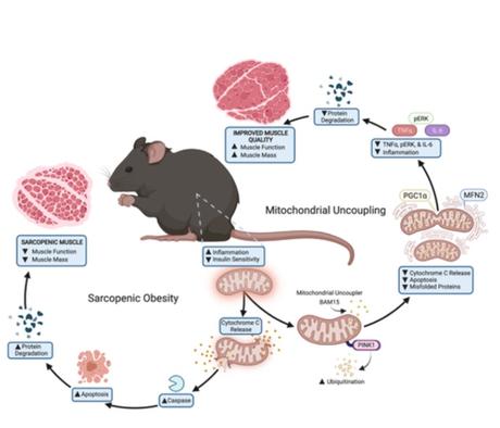 L'ingestion du supplément BAM15 permet aux souris de devenir plus actives, de gagner en force et de perdre rapidement du poids (Schéma Pennington Biomedical Research Center). 