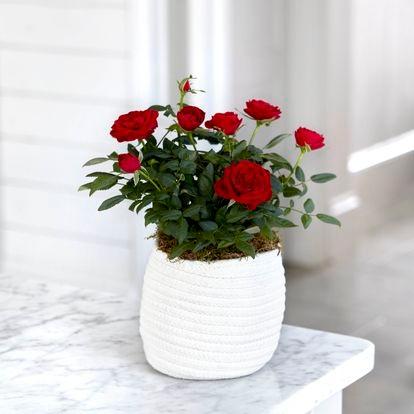 Offrez des fleurs fraîches et de saison Offrez des fleurs fraîches et de saison