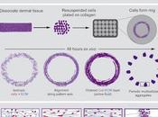 #Cell #cellule #fluiditésupracellulaire dynamique réciproque cellule-matrice extracellulaire génère fluidité supracellulaire sous-jacente structuration spontanée follicules