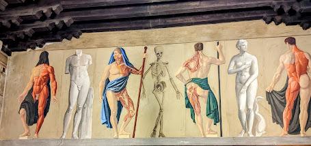 Le théâtre anatomique de l'université de Padoue au Palazzo Bo — Les crânes des professeurs d'anatomie — La fresque anatomique