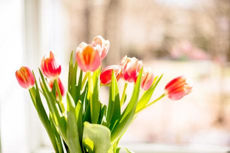 tulipes printemps