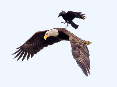 La leçon de l’aigle et du corbeau