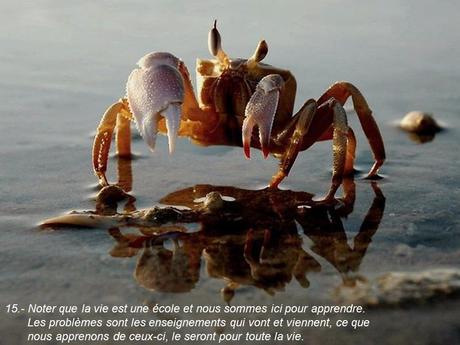 Divers - 40 conseils de la Nature - 1ère partie