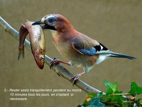 Divers - 40 conseils de la Nature - 1ère partie