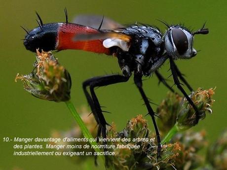 Divers - 40 conseils de la Nature - 1ère partie