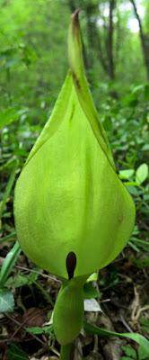 Arum tacheté (Arum maculatum)