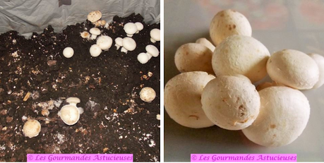 Polenta farcie aux champignons aromatisés (Vegan) Polenta farcie aux champignons aromatisés (Vegan)