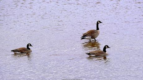 Outardes…