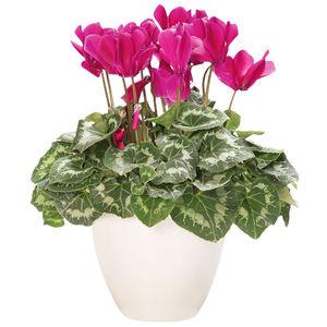 Fête des mères : + de 50 idées cadeaux pour lui faire vraiment plaisir ❤️ Offrir une plante fête des mères