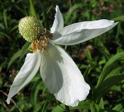 Anémone sauvage (Anemone sylvestris)