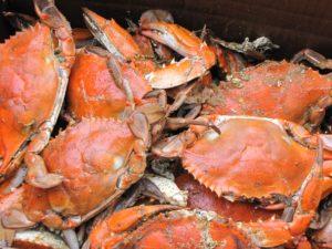 Sortir du panier de crabes… - Paperblog