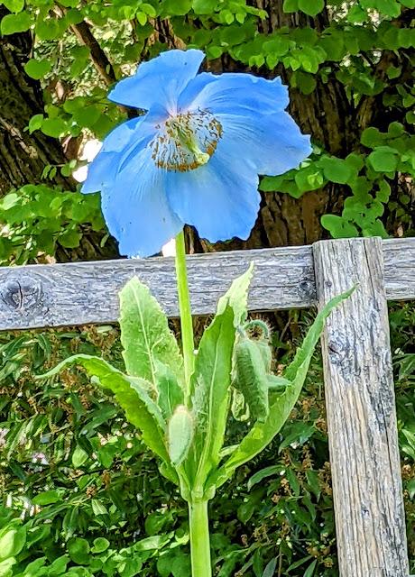 Explosion florale au jardin botanique de Munich — 24 photos / 24 Bilder — Blumenparadies im Botanischen Garten  München
