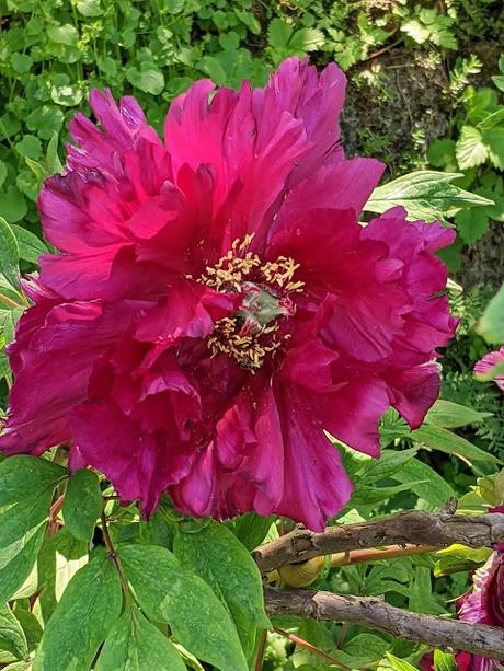 Explosion florale au jardin botanique de Munich — 24 photos / 24 Bilder — Blumenparadies im Botanischen Garten  München
