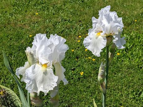 Explosion florale au jardin botanique de Munich — 24 photos / 24 Bilder — Blumenparadies im Botanischen Garten  München